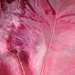 March 7: Pink Feather Duster by daisymiller