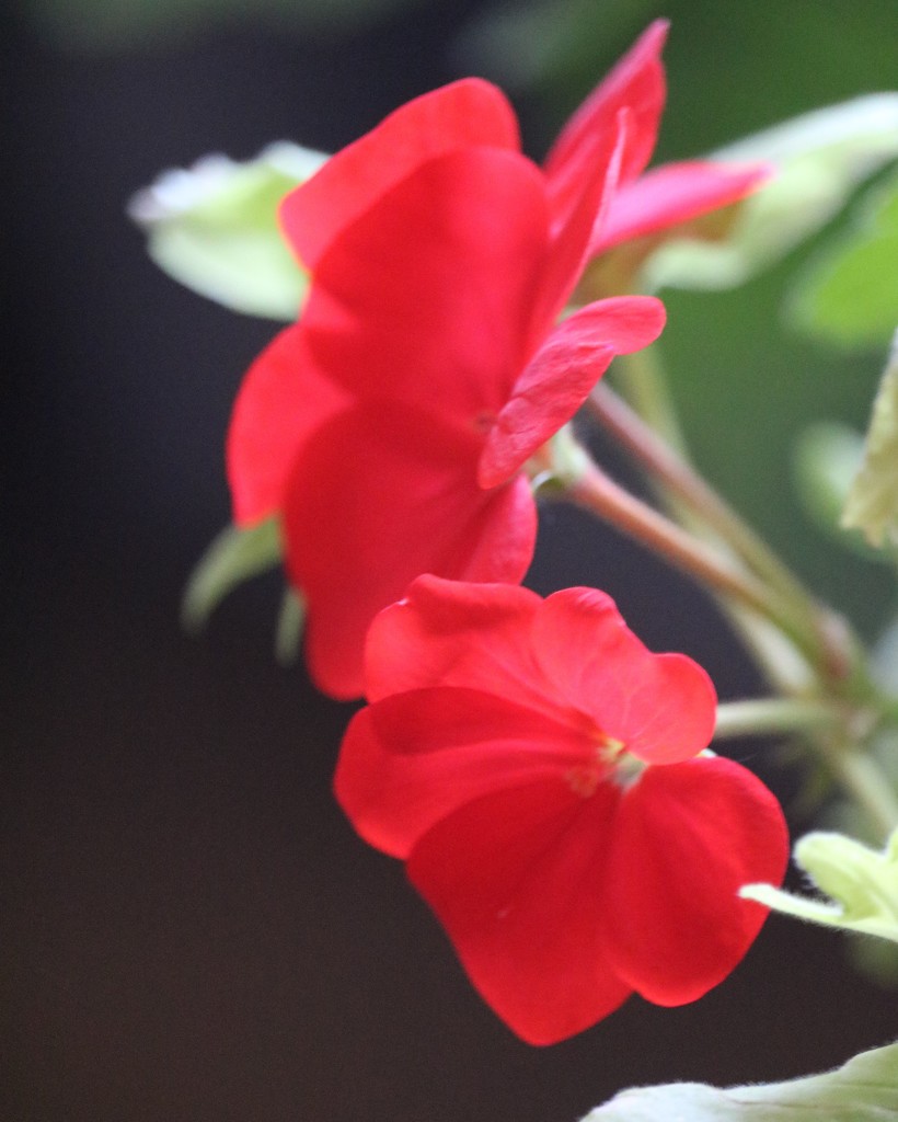 March 8: Red Geranium by daisymiller