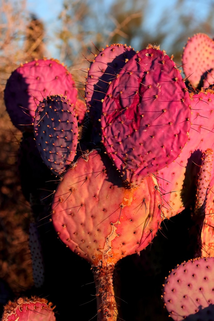 Purple prickly pear by blueberry1222