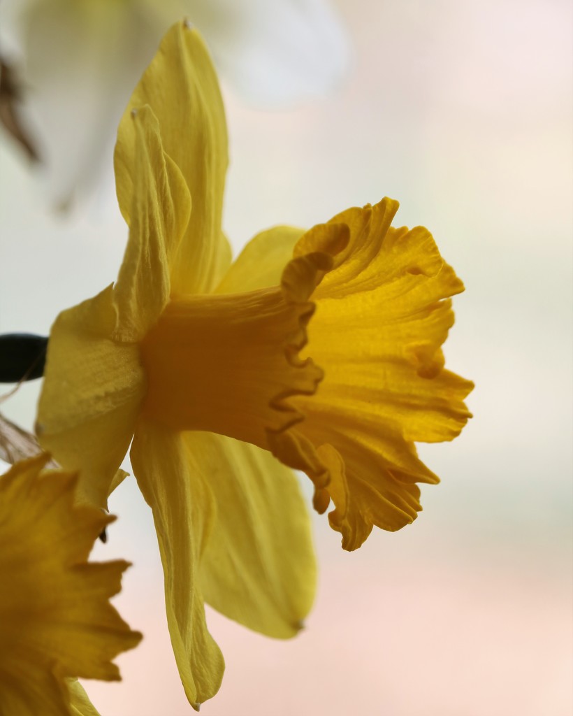 March 24: Yellow Daffodil by daisymiller