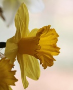 24th Mar 2021 - March 24: Yellow Daffodil