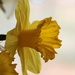 March 24: Yellow Daffodil by daisymiller