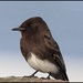 A Chatty Character Today, A Black Phoebe by markandlinda