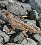 24th Mar 2021 - Anole