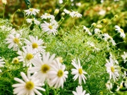 25th Mar 2021 - Mist on the tiny daisies