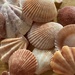 Shells by narayani