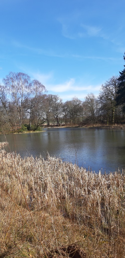 Lady's Pond at Dougalston by armurr