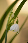 25th Mar 2021 - Snowdrop and buds........