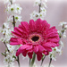 Gerbera and blossom. by wendyfrost
