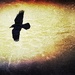 Crow.............. by swillinbillyflynn