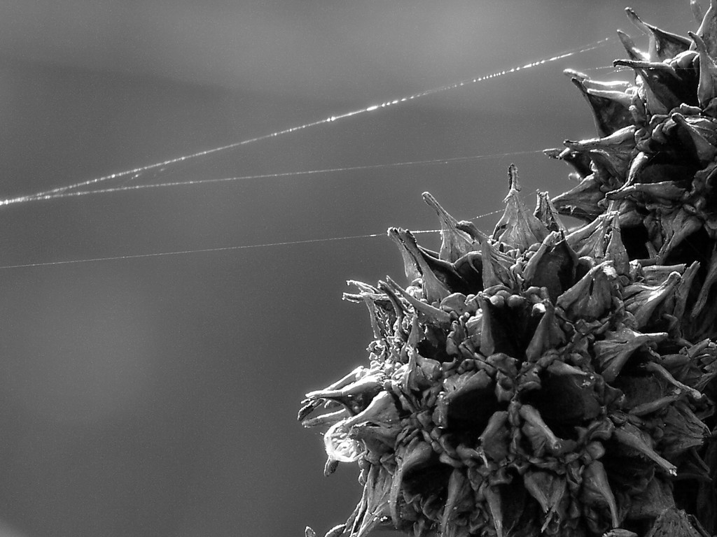 Spiky... by marlboromaam