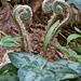 LHG-7535- GreenFiddle ferns  by rontu