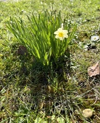 25th Mar 2021 - Teeny weeny daffodil 