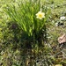 Teeny weeny daffodil  by tinley23