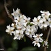 Beautiful blossom by rosiekind