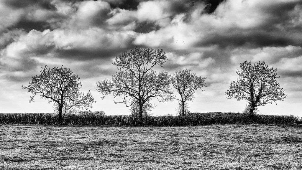 Trees in field by jon_lip