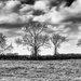 Trees in field by jon_lip