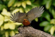25th Mar 2021 - FANFARE FOR THE COMMON ROBIN