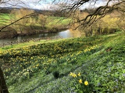 25th Mar 2021 - Daffodils, Little Blue Flowers and the River Wye