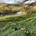 Daffodils, Little Blue Flowers and the River Wye by susiemc