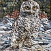 Owl Mosaic by fishers
