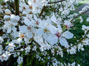 25th Mar 2021 - Bursting with blossom
