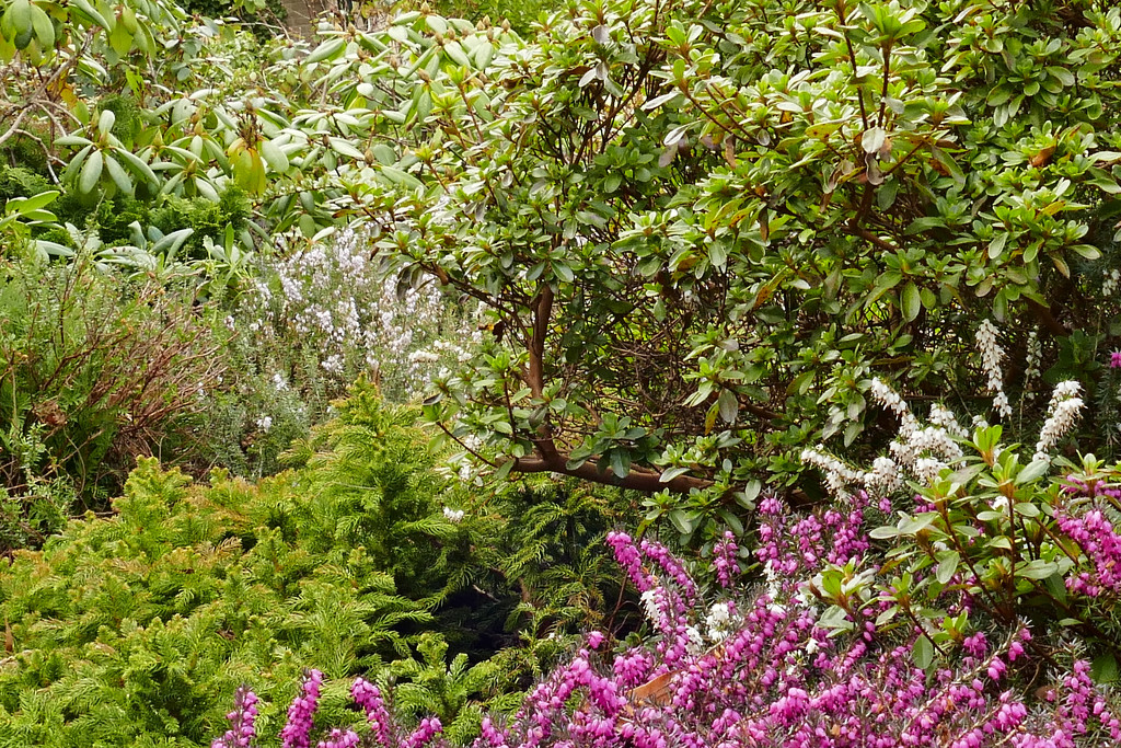 My heather garden by marijbar