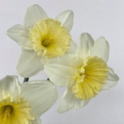 25th Mar 2021 - Raindrops on daffodils