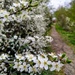 Blackthorn blossom by boxplayer