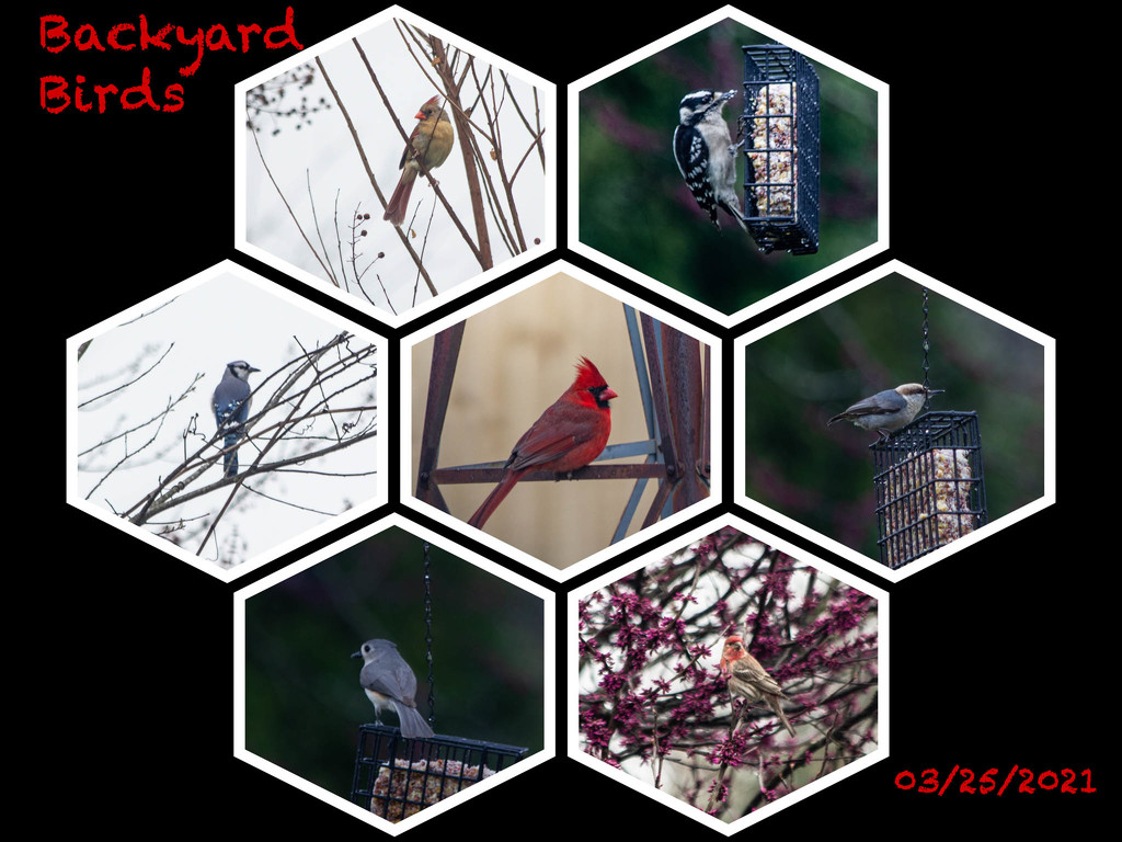 birds in the backyard  by randystreat