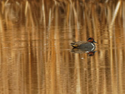 25th Mar 2021 - green-winged teal