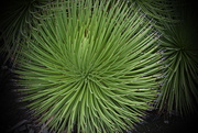 23rd Mar 2021 - A Spiky Green Plant