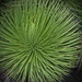 A Spiky Green Plant by terryliv