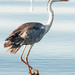 Early Morning Heron by seacreature