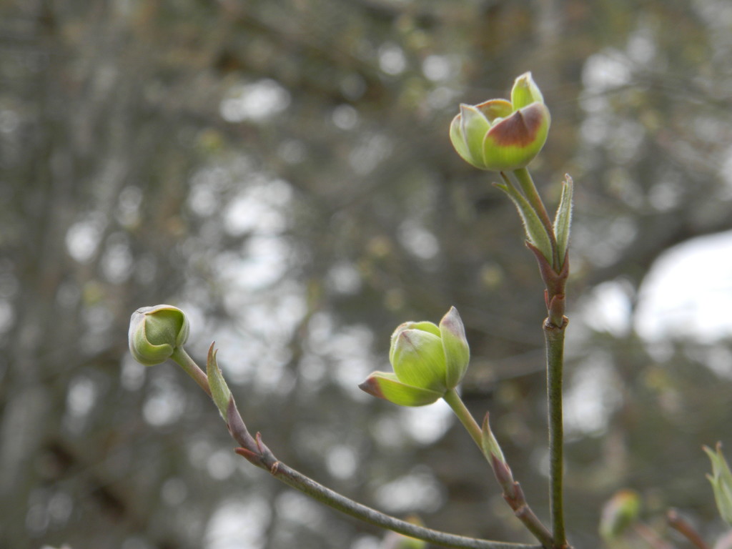 Dogwood Blossoms by sfeldphotos