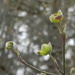 Dogwood Blossoms by sfeldphotos