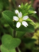 26th Mar 2021 - My sixth wildflower find of spring...