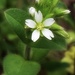 My sixth wildflower find of spring... by marlboromaam
