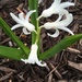 hyacinths! by wiesnerbeth