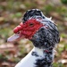 The Muscovy Duck by dogwoman