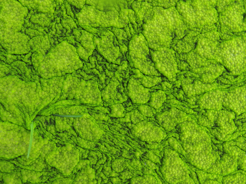 green algae by kali66