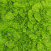 green algae by kali66