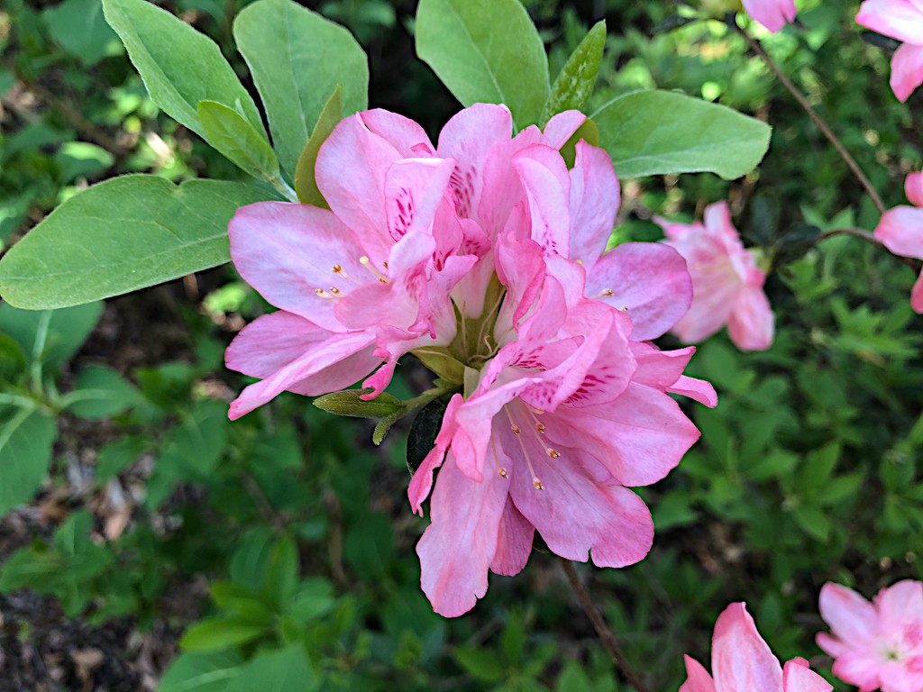 My favorite color in azaleas.  Reminds me of rhododendrums. by congaree
