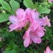 My favorite color in azaleas.  Reminds me of rhododendrums. by congaree