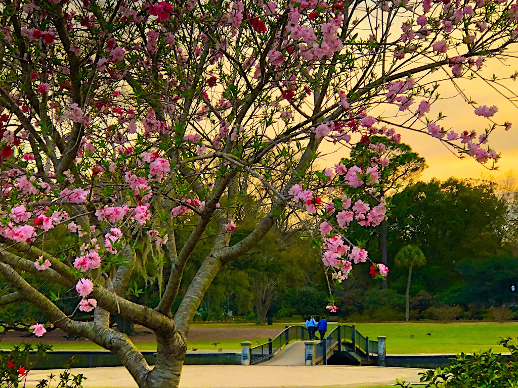 Golden sunset and Spring blooms at Hampton Park by congaree