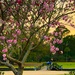 Golden sunset and Spring blooms at Hampton Park by congaree