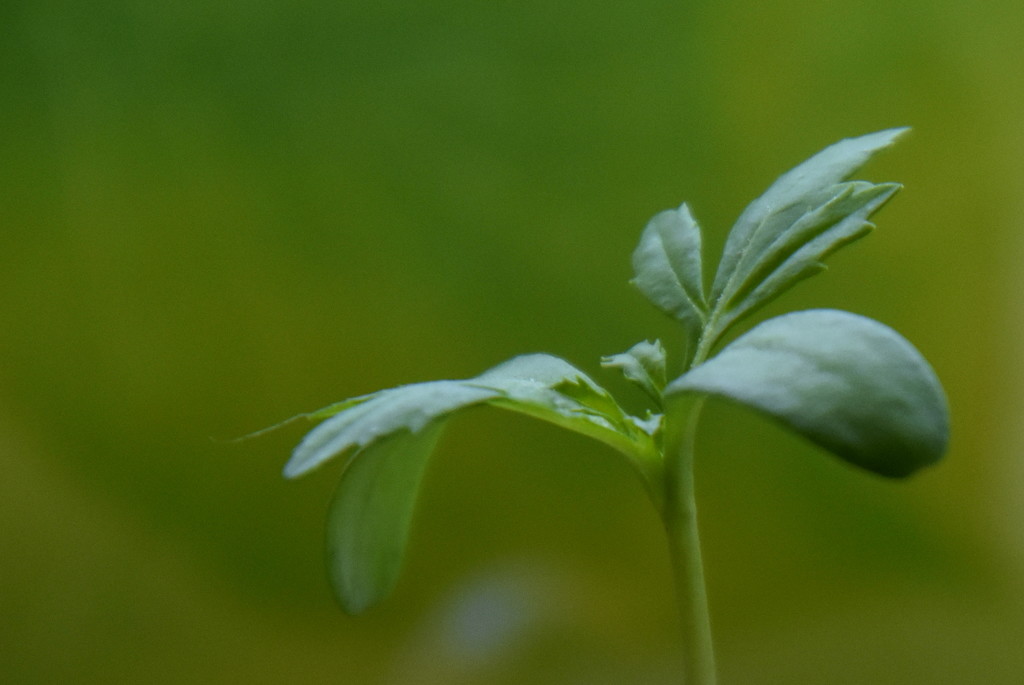 Marigold Sprout by genealogygenie