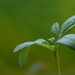 Marigold Sprout by genealogygenie