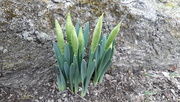 25th Mar 2021 - Daffodils 