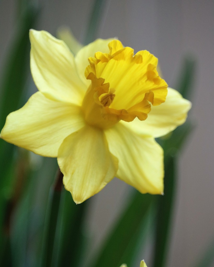 March 10: Yellow Daffodil by daisymiller